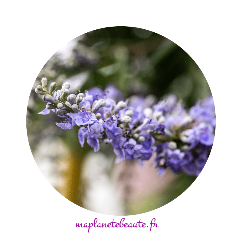 Gattilier Bio - MA PLANETE BEAUTE